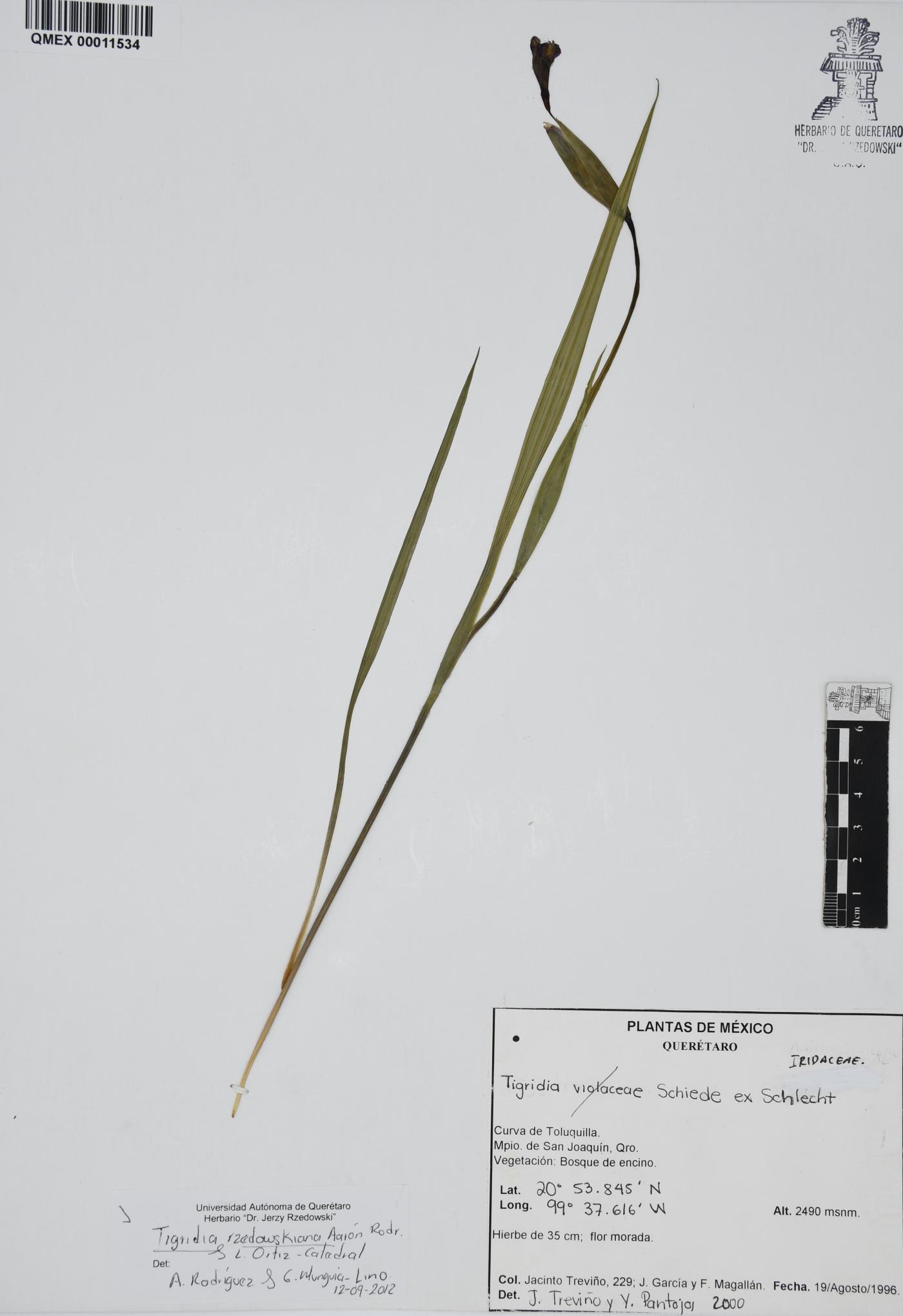 Tigridia rzedowskiana image